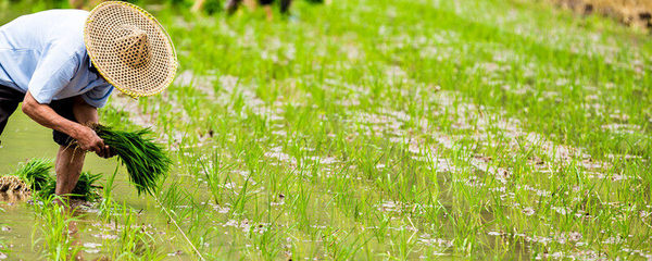 農業中的飼料概念與畜牧漁業發展