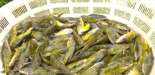 洪水過后，畜牧漁業生產自救指南——飼料安全與使用要點