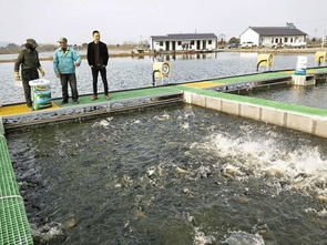 魚(yú)躍“跑道”煥新生 水鄉(xiāng)興起循環(huán)養(yǎng)殖，傳統(tǒng)漁業(yè)駛?cè)肷?jí)快車(chē)道