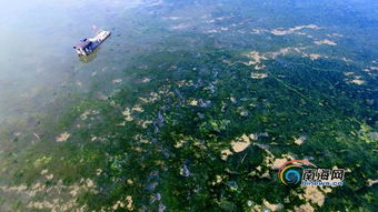 ?？跒吵霈F(xiàn)大面積海藻，檢測(cè)機(jī)構(gòu)已取樣進(jìn)行檢測(cè)